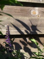 /album/dimitri-gazan/juli-2015-garden-01-jpg/